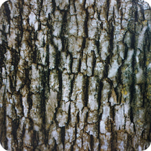 Lade das Bild in den Galerie-Viewer, camuflaje corteza arbol HCA 111