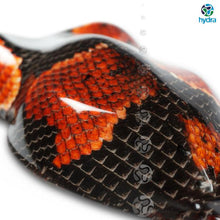 Cargar imagen en el visor de la galería, HPA-003 Lámina hidroimpresión piel de serpiente