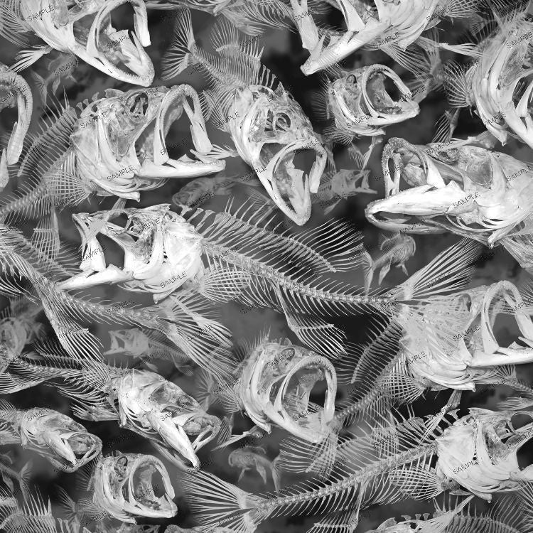 Lámina de Hidroimpresión calaveras de animales 21