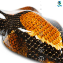 Load image into Gallery viewer, HPA-004 Lámina hidroimpresión piel de serpiente
