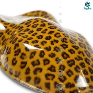 HPA-042 <tc>Film hydrographique</tc> peau de léopard