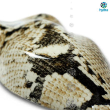 Load image into Gallery viewer, HPA-066 Lámina hidroimpresión piel de serpiente
